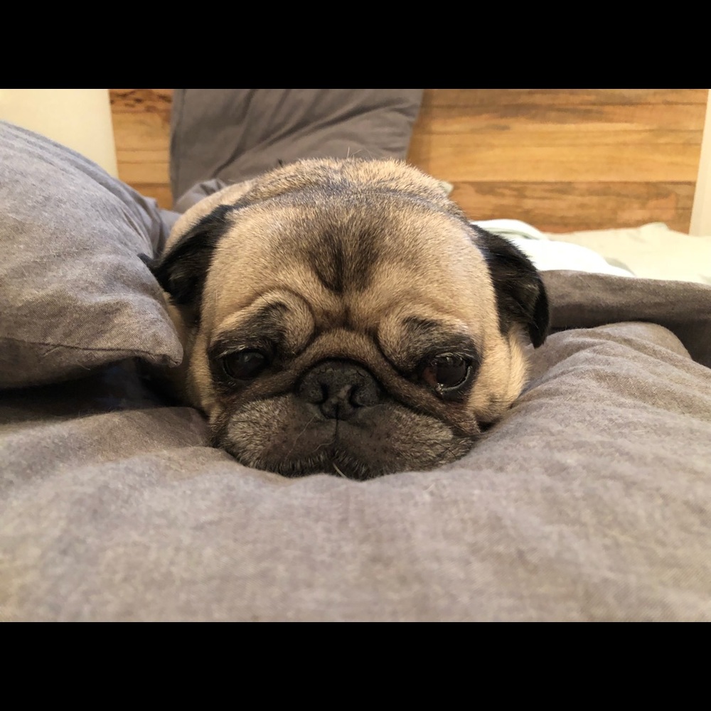 Meet your Posher, Rachelle